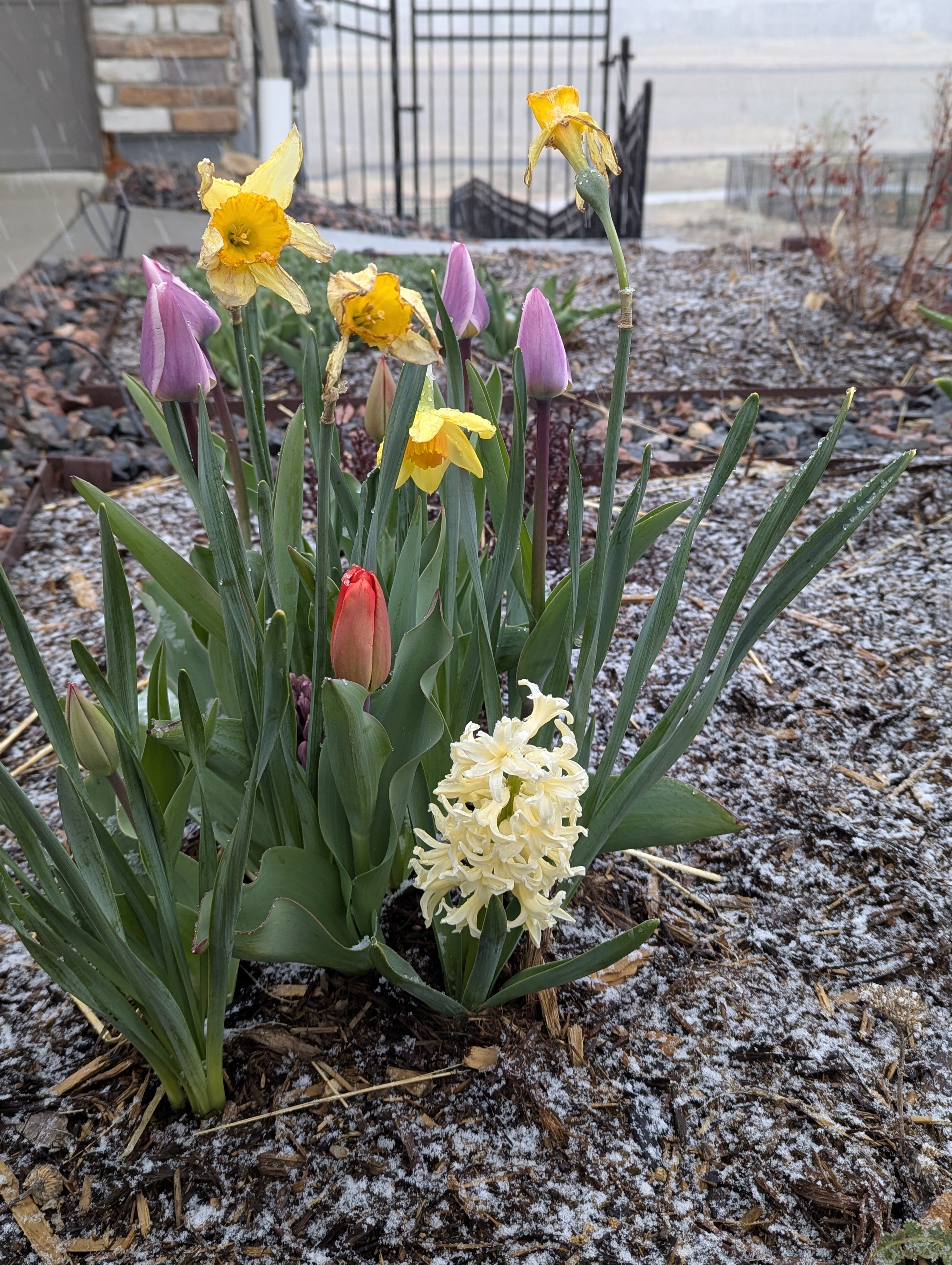 Hyacinth, Daffodils, Tulips, Morrison, Colorado